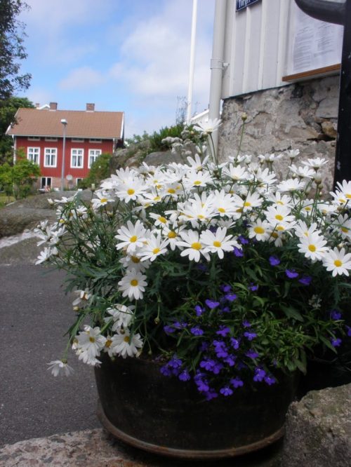 Midsommar-på-Gullholmen-768x1024